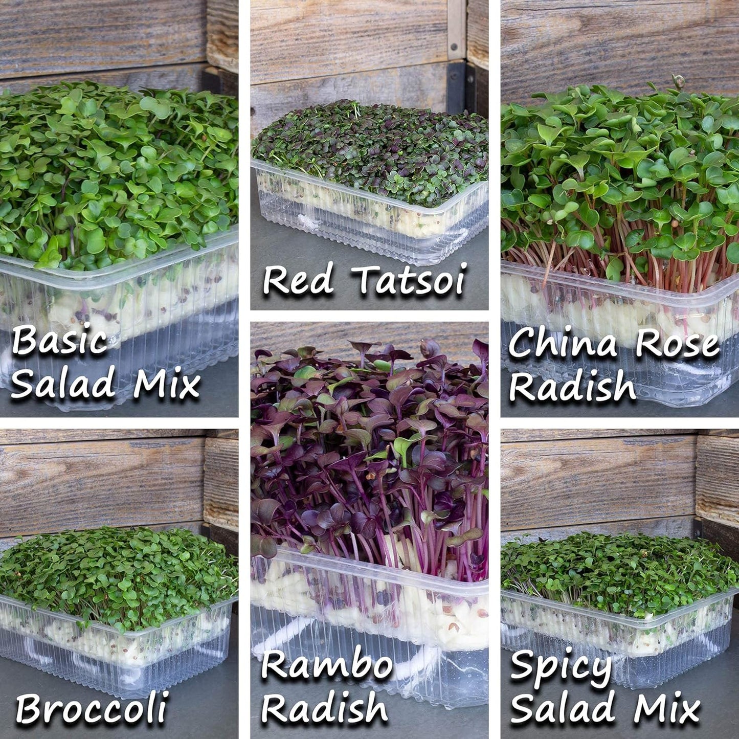 Self Watering Indoor Microgreens Kit - Complete Soil Microgreens Growing Kit for Vegetable Seeds & Herb Seeds - Black Sunflower Seeds, Pea Shoots Microgreen Seeds, Swiss Chard Seeds, & Cilantro Seeds